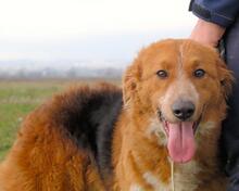 ONIRO, Hund, Mischlingshund in Italien - Bild 13