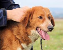 ONIRO, Hund, Mischlingshund in Italien - Bild 14