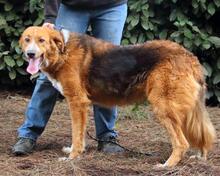 ONIRO, Hund, Mischlingshund in Italien - Bild 18