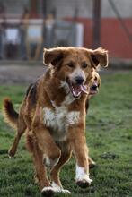 ONIRO, Hund, Mischlingshund in Italien - Bild 2