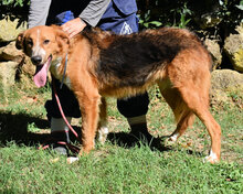 ONIRO, Hund, Mischlingshund in Italien - Bild 22