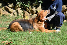 ONIRO, Hund, Mischlingshund in Italien - Bild 23