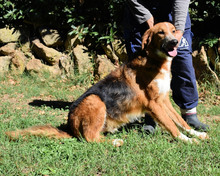 ONIRO, Hund, Mischlingshund in Italien - Bild 25