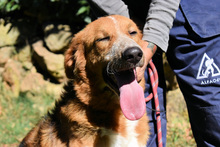 ONIRO, Hund, Mischlingshund in Italien - Bild 26