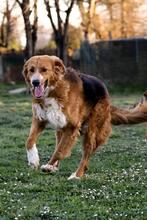 ONIRO, Hund, Mischlingshund in Italien - Bild 3