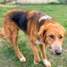 ONIRO, Hund, Mischlingshund in Italien - Bild 7