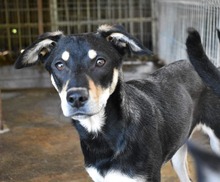 STEVIE, Hund, Mischlingshund in Rumänien - Bild 4