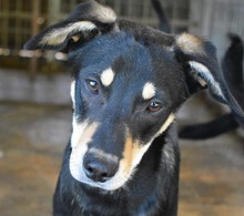 STEVIE, Hund, Mischlingshund in Rumänien - Bild 5