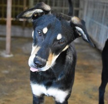 STEVIE, Hund, Mischlingshund in Rumänien - Bild 6