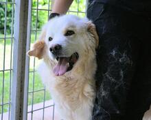 SIGFRIDO, Hund, Maremmano-Mix in Italien - Bild 1