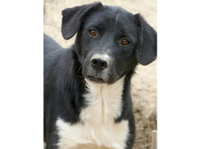 KENZO, Hund, Mischlingshund in Rumänien - Bild 1
