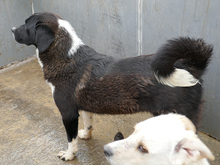 KENZO, Hund, Mischlingshund in Rumänien - Bild 10