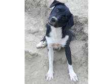 KENZO, Hund, Mischlingshund in Rumänien - Bild 2