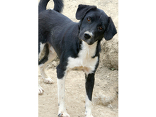 KENZO, Hund, Mischlingshund in Rumänien - Bild 4