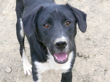 KENZO, Hund, Mischlingshund in Rumänien - Bild 6