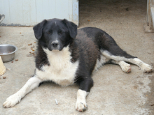 KENZO, Hund, Mischlingshund in Rumänien - Bild 8