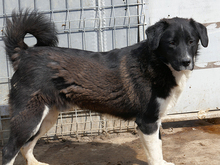 KENZO, Hund, Mischlingshund in Rumänien - Bild 9