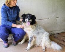 SILVERIO, Hund, Mischlingshund in Italien - Bild 1