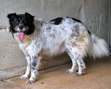 SILVERIO, Hund, Mischlingshund in Italien - Bild 10