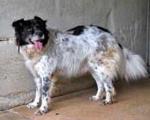 SILVERIO, Hund, Mischlingshund in Italien - Bild 11