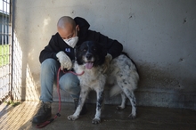 SILVERIO, Hund, Mischlingshund in Italien - Bild 3