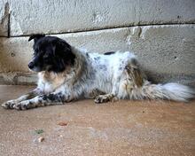 SILVERIO, Hund, Mischlingshund in Italien - Bild 4
