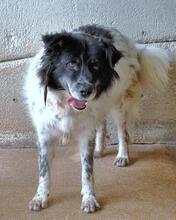 SILVERIO, Hund, Mischlingshund in Italien - Bild 7