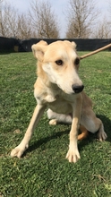 SULLA, Hund, Mischlingshund in Bilshausen - Bild 6