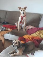 SULLA, Hund, Mischlingshund in Bilshausen - Bild 7