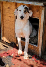 RUBY, Hund, Mischlingshund in Bulgarien - Bild 4