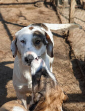 RUBY, Hund, Mischlingshund in Bulgarien - Bild 6