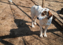 RUBY, Hund, Mischlingshund in Bulgarien - Bild 7