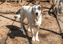 RUBY, Hund, Mischlingshund in Bulgarien - Bild 8