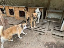 RAUDI, Hund, Mischlingshund in Bulgarien - Bild 2