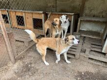 RAUDI, Hund, Mischlingshund in Bulgarien - Bild 3