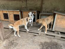 RAUDI, Hund, Mischlingshund in Bulgarien - Bild 4
