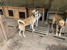 RAUDI, Hund, Mischlingshund in Bulgarien - Bild 5