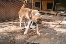 RAUDI, Hund, Mischlingshund in Bulgarien - Bild 9