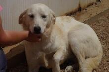 BLASTER, Hund, Maremmano-Mix in Italien - Bild 39