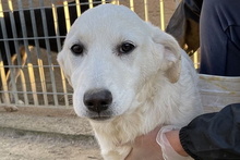 BLASTER, Hund, Maremmano-Mix in Italien - Bild 40