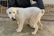 BLASTER, Hund, Maremmano-Mix in Italien - Bild 42