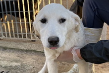 BLASTER, Hund, Maremmano-Mix in Italien - Bild 43
