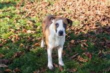 SAM, Hund, American Staffordshire Terrier-Mix in Kroatien - Bild 1