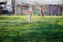 SAM, Hund, American Staffordshire Terrier-Mix in Kroatien - Bild 2