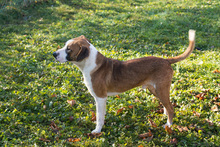 SAM, Hund, American Staffordshire Terrier-Mix in Kroatien - Bild 5