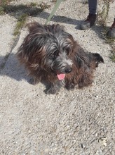 FEIFEL, Hund, Mischlingshund in Ungarn - Bild 10