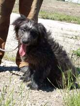 FEIFEL, Hund, Mischlingshund in Ungarn - Bild 2