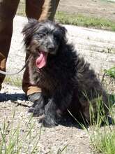 FEIFEL, Hund, Mischlingshund in Ungarn - Bild 3