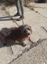 FEIFEL, Hund, Mischlingshund in Ungarn - Bild 7