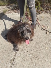 FEIFEL, Hund, Mischlingshund in Ungarn - Bild 8